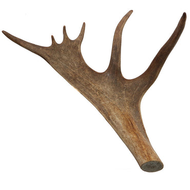 Reindeer Antler Mirror #1