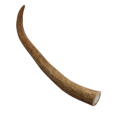 Reindeer Antler Tip #3