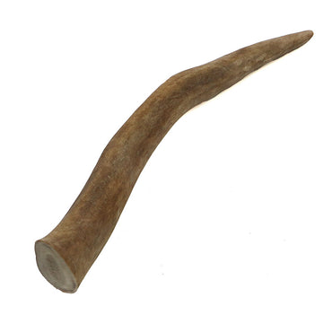 Reindeer Antler Tip #4