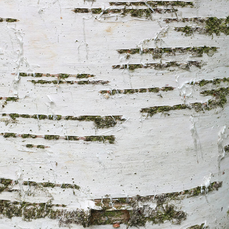 Birch Bark / 1Kg