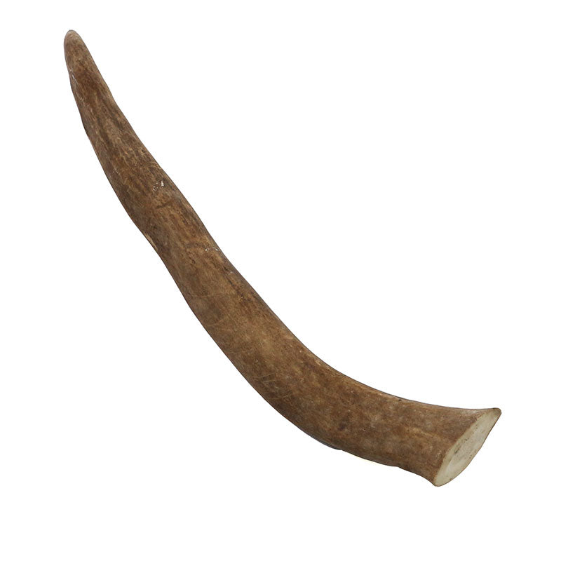 Reindeer Antler Tip #2