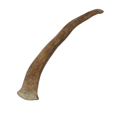 Reindeer Antler Tip #2